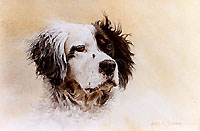 English setter